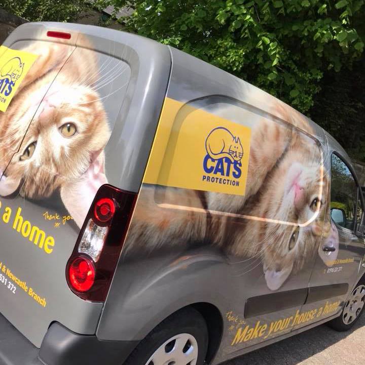 Homing cats from Gateshead Cats Protection
