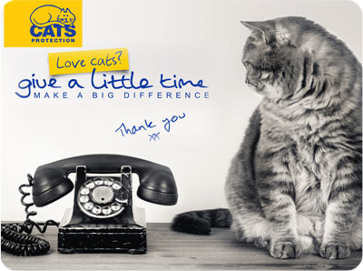 Volunteer page - Fluffy cat looking at telephone