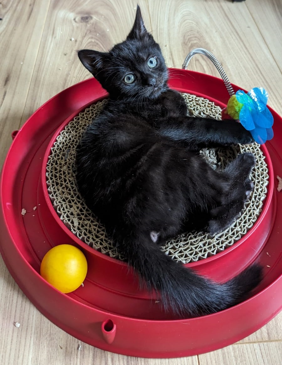 Photo of a black kitten splayed out in the middle of a scratcher toy, pulling at a spring