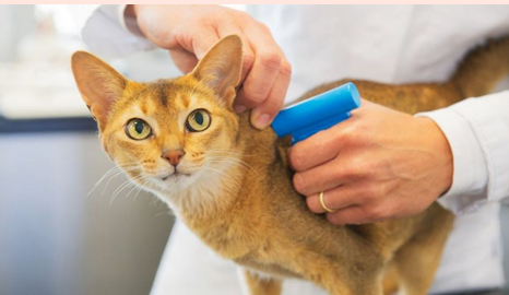 Cat on table with vet's hands using microship gun to implant chip at back of neck