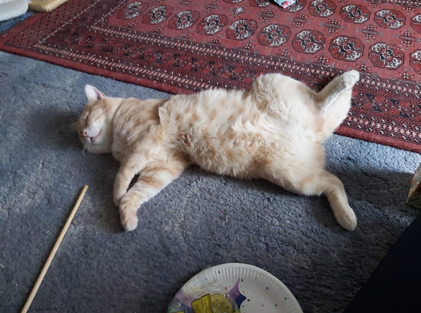 Charlie stretched on the rug in front of the fire, relaxing