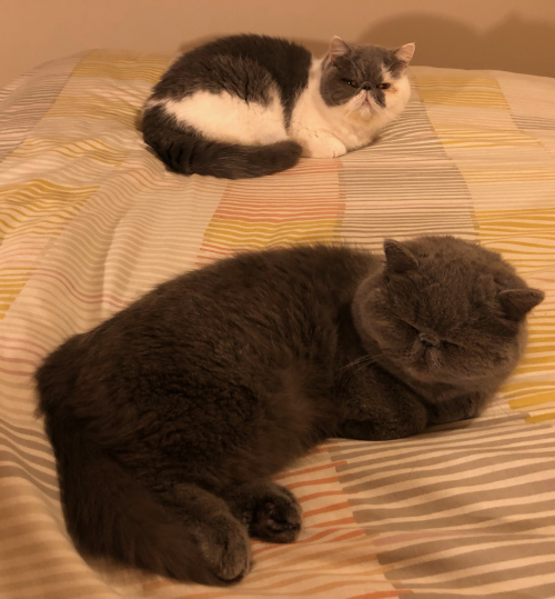Mother Esta, a grey and white Persian, and daughter Yasmin, a dark grey Persian, lying on a bed in their new home.