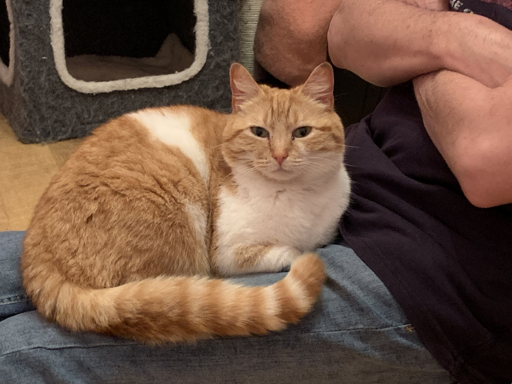 Orange and white cat sitting on a man's lap, looking at the camera