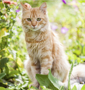 Ginger cat sitting up against a background of blurry spring flowers in the sun