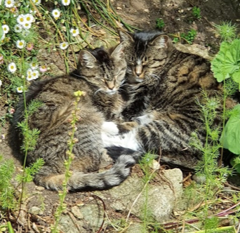 Two tabby cats curled together in a grassy nest