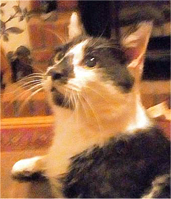 Head and shoulders of whilte cat with black and tabby patches