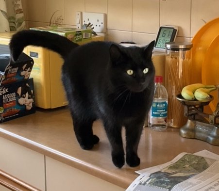 Black cat standing on a kitchen counter, with tail raised, looking right