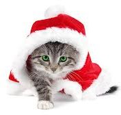 Cat in a Christmas hat