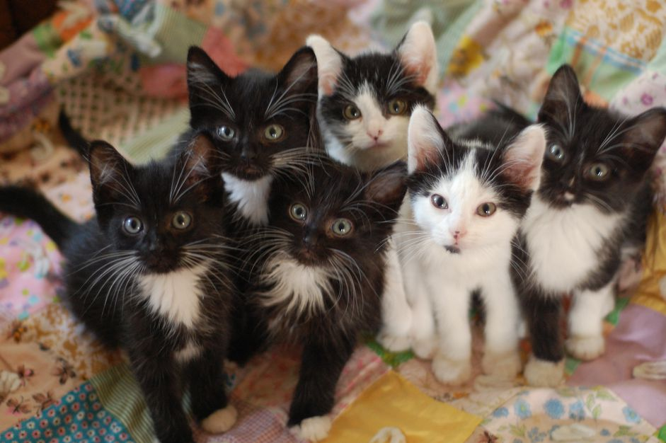 Large group of assorted kittens