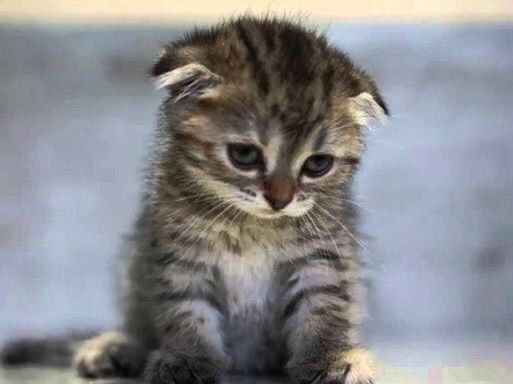 Sad kitten