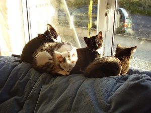 Kittens waiting