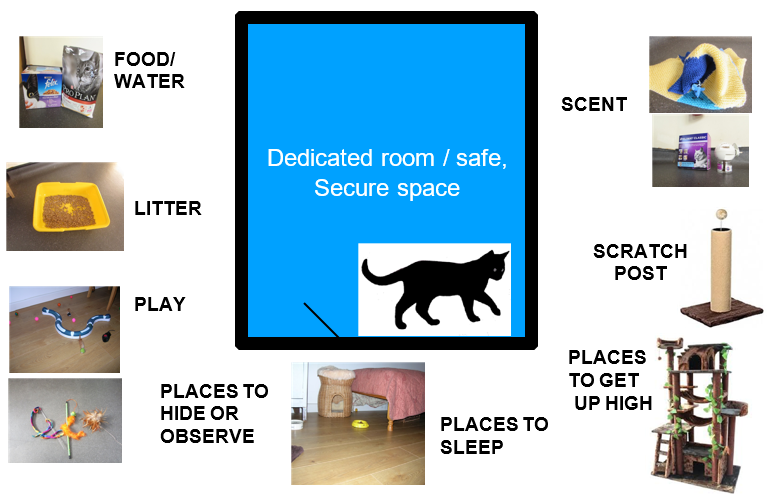 Purrfect Spaces: Crafting Cat-Friendly Environments