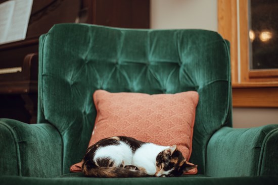 Cat at home on chair sleeping